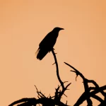 single-black-crow