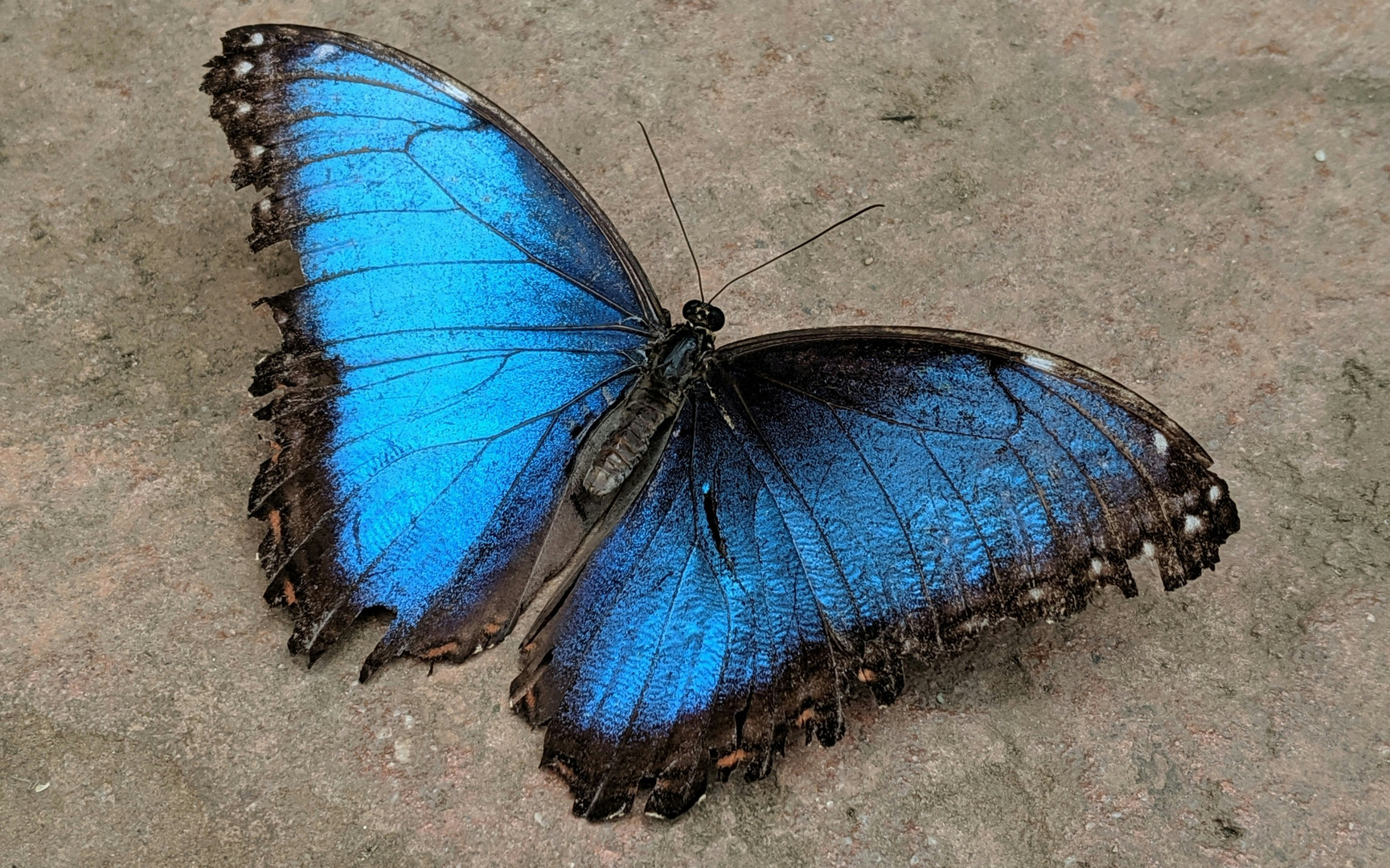 Blue Butterflies The Meaning and Symbolism (Prophecies And Superstitions)